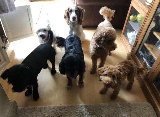 A photo of 6 dogs all looking at the camera